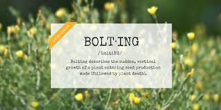 What does bolting look like?