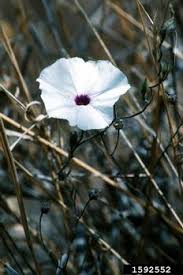 Image result for Ipomoea sinensis