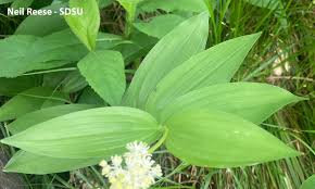 Image result for Ethulia rhizomata