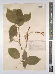 Image result for Alchornea laxiflora