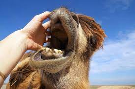 My short answer is yes, there was actually a picture drawn a while ago that alot of people had claimed to see in their dreams. Why Dream Of Riding A Camel Camel Miller S Dream Book Muslim Dream Book Why Do Camels Dream If The Camel Is Dreaming In The Ukrainian Dream Book