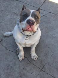 On this page you can view all the pitbull puppies, both those available and some of the already adopted of the related breeding in progress. Pitbull Puppies Pets And Animals For Sale Los Angeles Ca