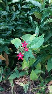 Image result for Pentas micrantha