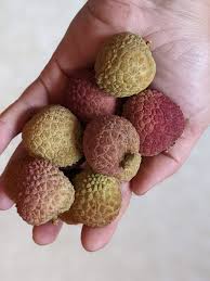 Image result for Sapindaceae