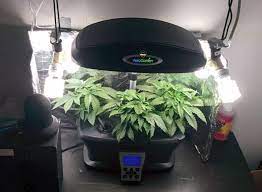 We found 1 manuals for free downloads: Growing Weed In Aerogarden Read The Following Article To Get All The Information