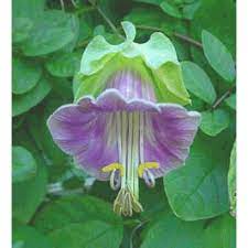 Cup and saucer vine is native to mexico and is showy and easy to grow. Buy Cup And Saucer Vine Seeds Online Rarexoticseeds