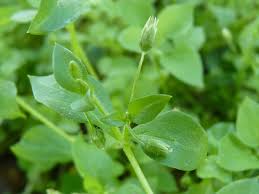 Image result for Stellaria