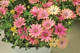 Image result for paprskovka obrázek