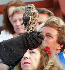 O.C.'s feathered predators are fierce hunters but a fragile population