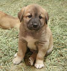 Anatolian Shepherd Anatolian Shepherd Dog Anatolian Shepherd Puppies Anatolian Shepherd