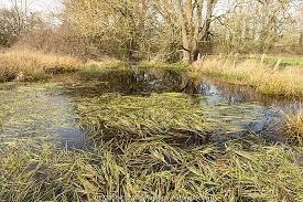 Image result for Glyceria fluitans