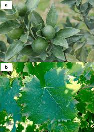 This spray will include both an insecticide (to deal with plum cuquillio, ornamental fruit moth, coddling moth…and make sure. Thirteen Decades Of Antimicrobial Copper Compounds Applied In Agriculture A Review Springerlink