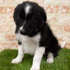 This is the price you can expect to pay for the collie breed without breeding rights. Border Collie Puppies Pittsburgh Pa Petland Robinson