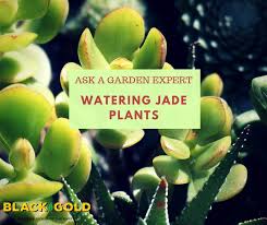 Don't go overboard repotting in too big of a pot. Black Gold How To Water Jade Plants