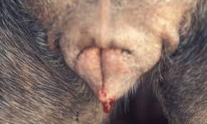 Vulvovaginal Hemorrhagic Discharge In The Dog Caudal Reproductive Tract Clinician S Brief