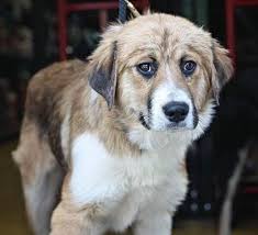 There is a signed contract setting forth all requirements, a when someone is breeding puppies or breeding kittens, they are creating new dogs and cats who. Danbury Ct Bernese Mountain Dog Meet Missy A Dog For Adoption Pets Dog Adoption Kitten Adoption