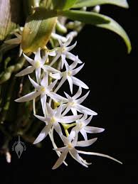 Image result for Mystacidium