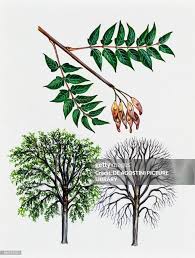 Image result for Simaroubaceae