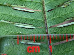 Image result for Pteris commutata