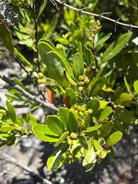 Image result for Gerrardinaceae