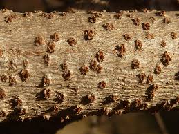 Image result for Tacazzea apiculata