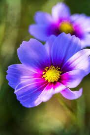 Blue Cosmos Cosmos Flowers Beautiful Flowers Amazing Flowers
