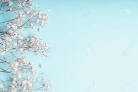 The lace has beads and 3d flowers embroider for a sparkling real look. Light Blue Floral Background With White Gypsophila Flowers And Stock Photo Picture And Royalty Free Image Image 109234394