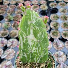 Image result for Opuntia monacantha