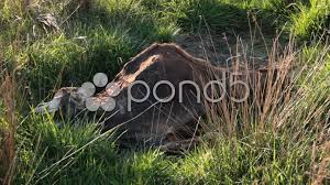 Dead Animal Carcass Stock Footage Ad Animal Dead Footage Carcass In 2020 Animals Photo Illustration Dead