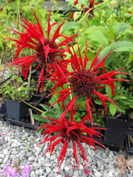 Image result for Monarda didyma