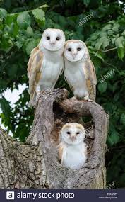 Download This Stock Image Family Of Three Barn Owls Perched In Tree E5g2nh From Alamy S Library Of Millions Of High R Animals Animals Beautiful Owl Pictures