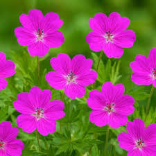 Image result for Geranium vagans