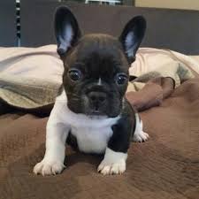 Check spelling or type a new query. Grey English Bulldogs For Sale Novocom Top