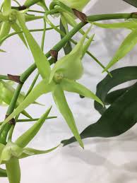 Image result for Aerangis kirkii