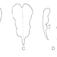 Image result for Selaginella nivea