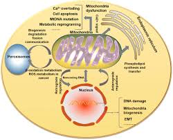 The mitochondria is the powerhouse of the cell, which creates all of the energy (which makes sense why cellular respiration mainly occurs. Communication Between Mitochondria And Other Organelles A Brand New Perspective On Mitochondria In Cancer Cell Bioscience Full Text