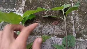 Rumpur Pakan Kelinci Berracun Rumput Yang Berbahaya Bila Dimakan Kelinci Youtube