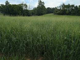 Image result for Acalypha caperonioides