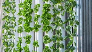 Image result for vertical farming