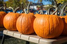 Pumpkin Carving Extravaganza