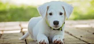 Expert recommended top 3 courier services in bengaluru, karnataka. Angel Pet Relocation