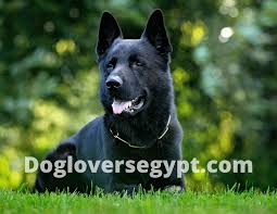 كلاب جيرمن شيبرد اسود animals labrador retriever labrador