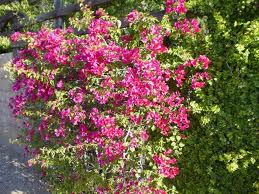 Image result for Bougainvillea sp. cultivar