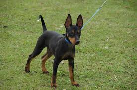 English Toy Terrier