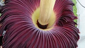 Die Grosste Blume Der Welt Ist Ein Riesenstinker In 2020 Titanenwurz Blumen Botanischer Garten Bonn