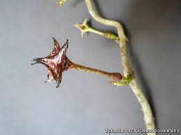 Image result for Ceropegia gracilior