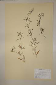 Image result for Oldenlandia goreensis