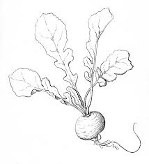 Radish Drawings Plant Drawing Pencil Drawings Cold gradient line drawing cartoon organic lemon. radish drawings plant drawing
