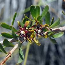 Image result for Periploca