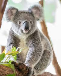 Koala Australia Souvenirs Pictures Peluche Zen Koala Koala Bear Koala Drawing